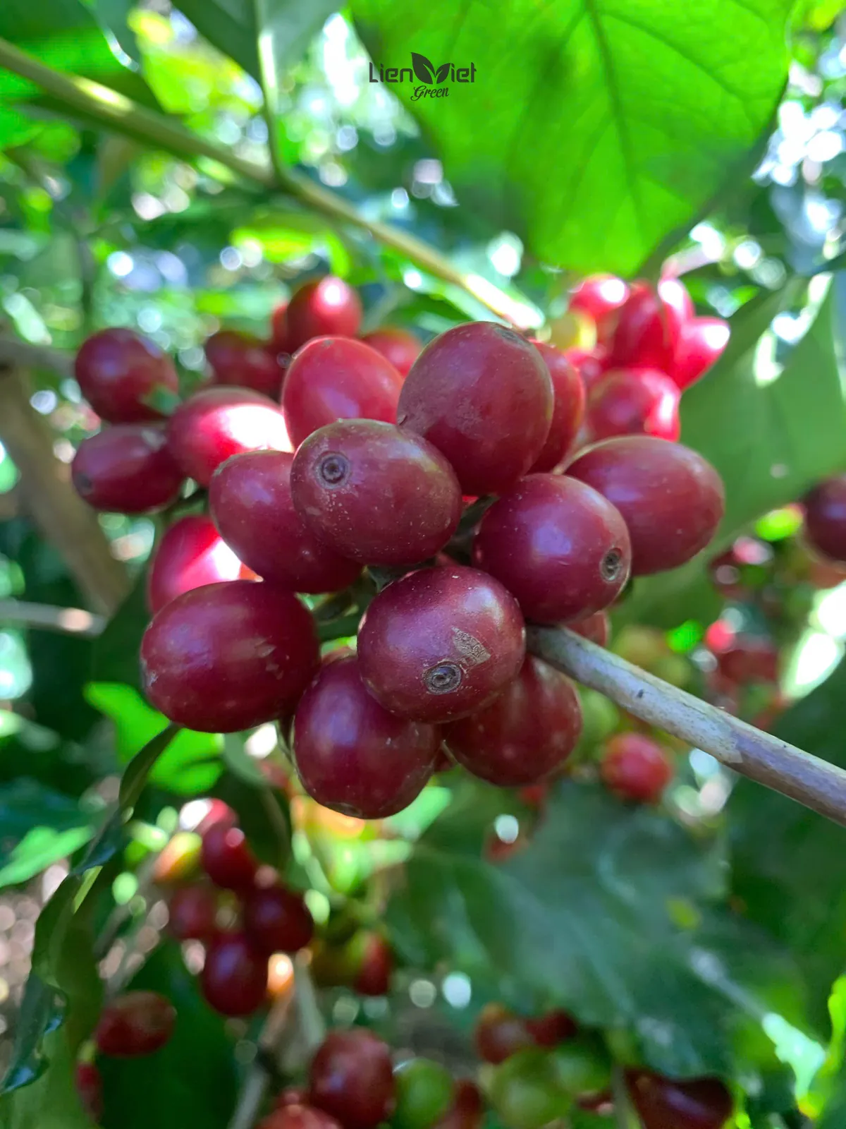 Chùm quả cà phê chín đỏ trên cành giữa tán lá xanh tại nông trại Mơ Kham