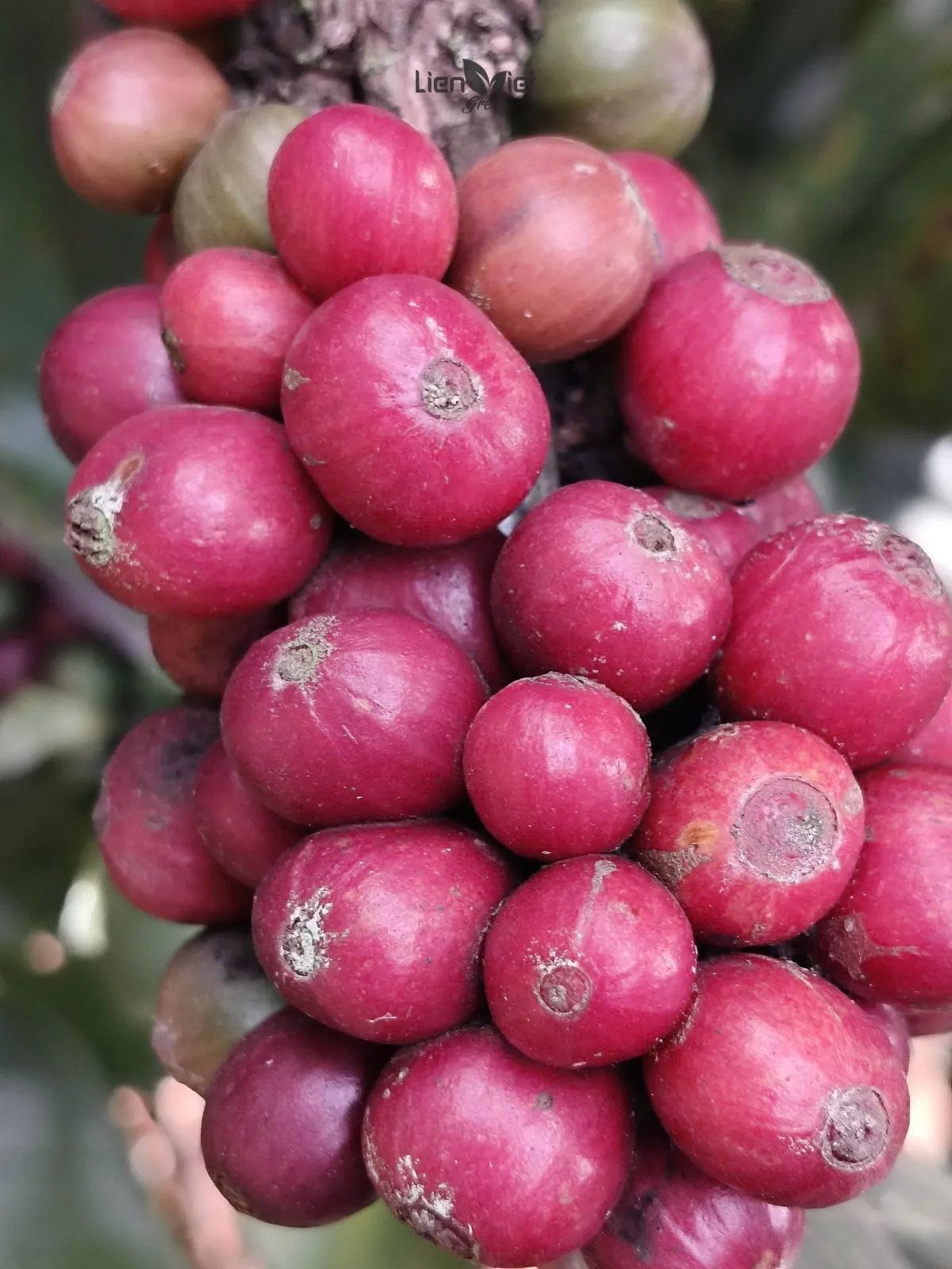 Close-up of ripe pink-red Liberica coffee cherries on the branch