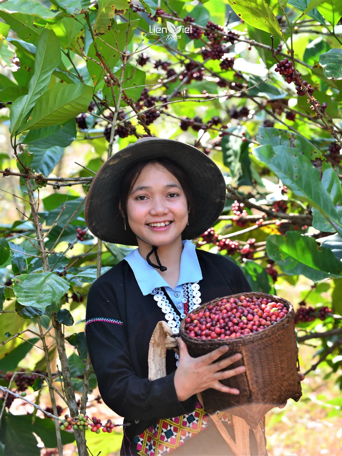 Cô gái dân tộc đội nón ôm giỏ quả cà phê chín giữa vườn