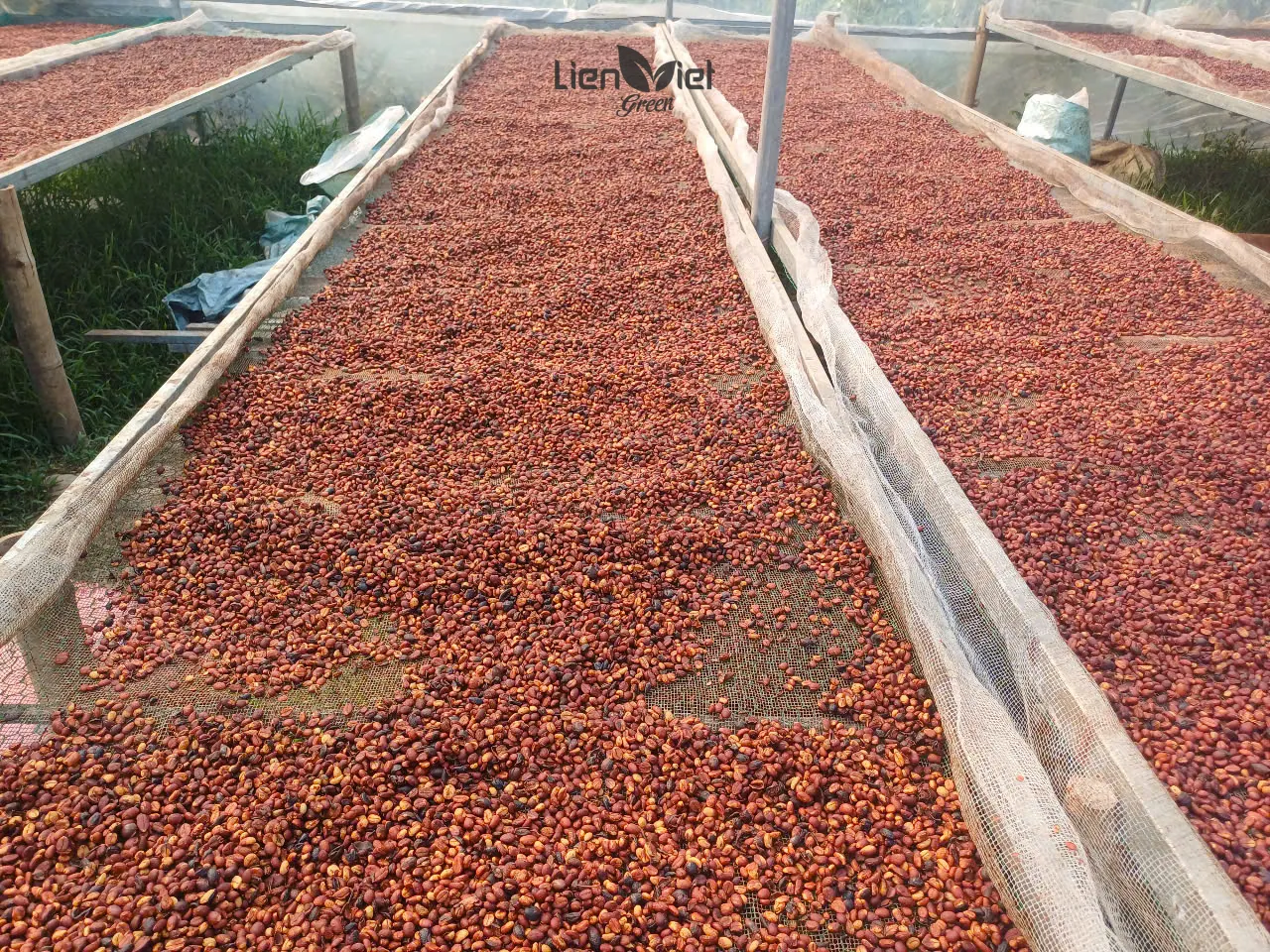 Raised drying beds in a greenhouse at Que Liberica farm
