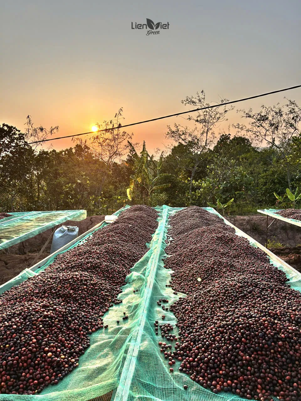 Các giường phơi cà phê phủ lưới lúc hoàng hôn tại vườn Hoàng Luận (Arafarm, trang trại đối tác)