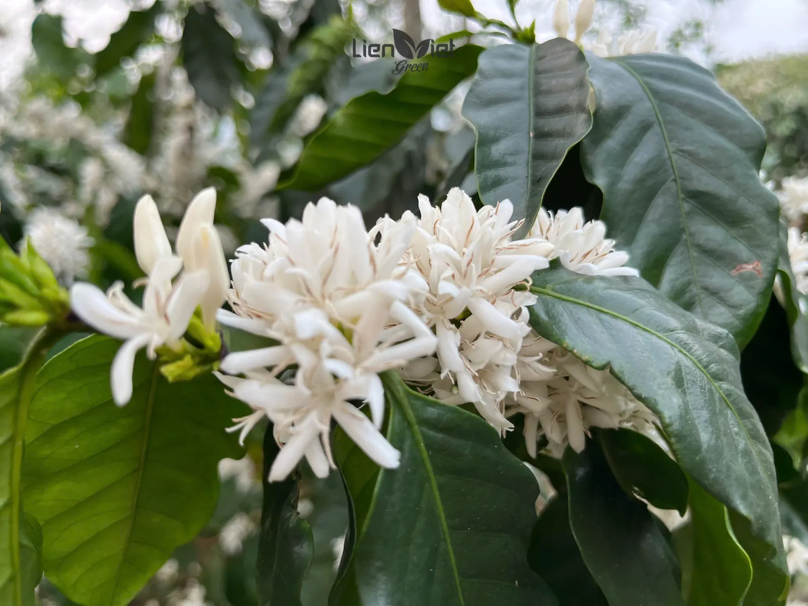 White coffee blossoms at Mo Kham farm