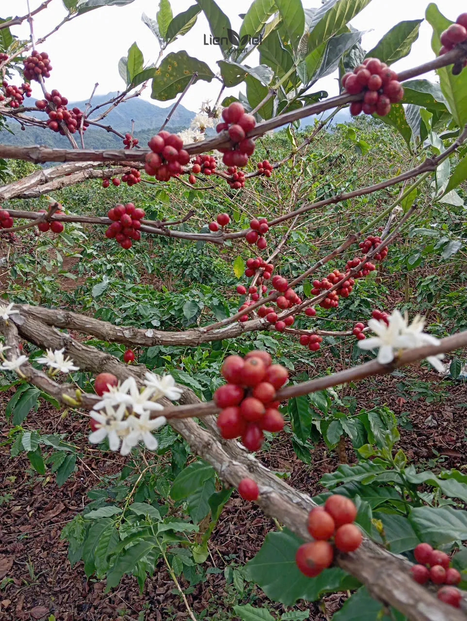 Coffee branch with white blossoms and ripe red cherries against the hills