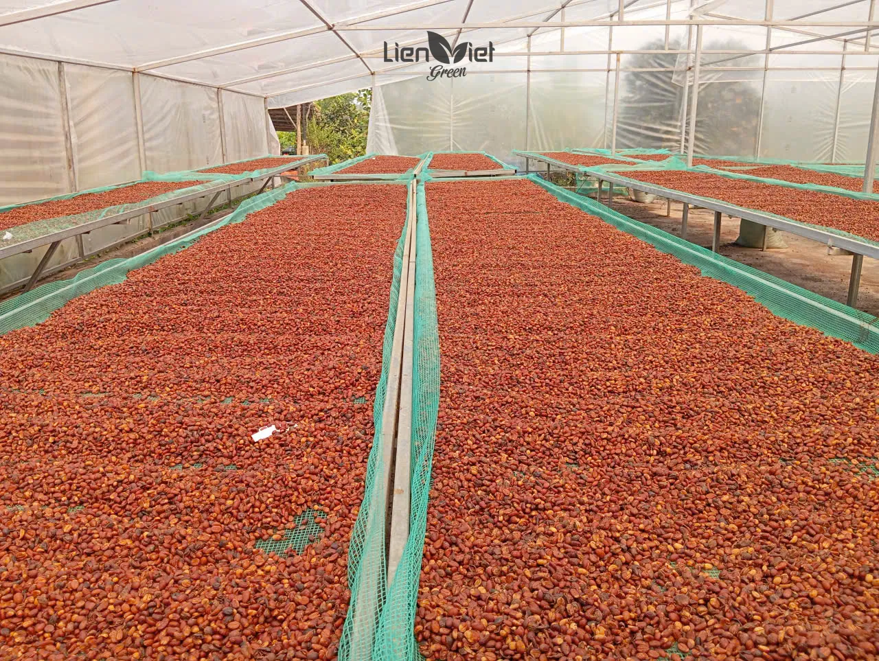 Nhà kính với các giường phơi cao trải quả cà phê tại vườn Hoàng Luận (Arafarm, trang trại đối tác)