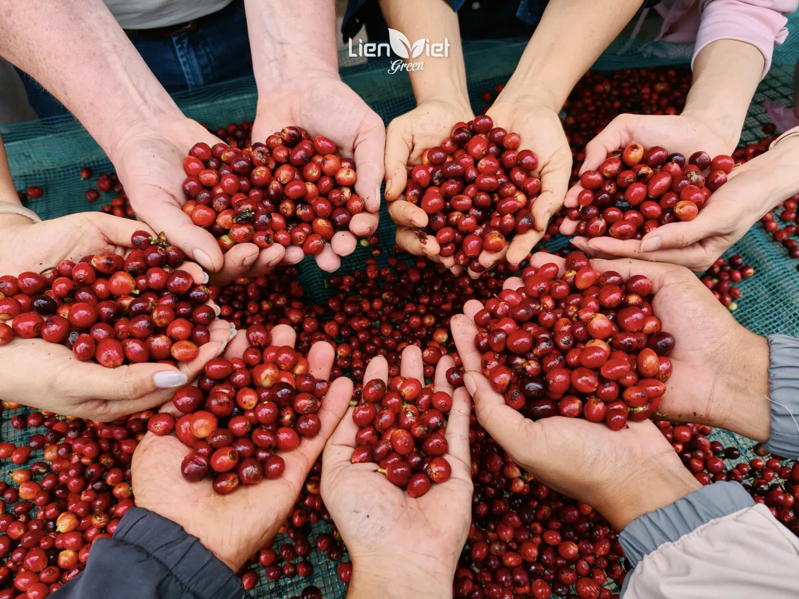 Many hands holding freshly picked ripe coffee cherries at Ta Con farm