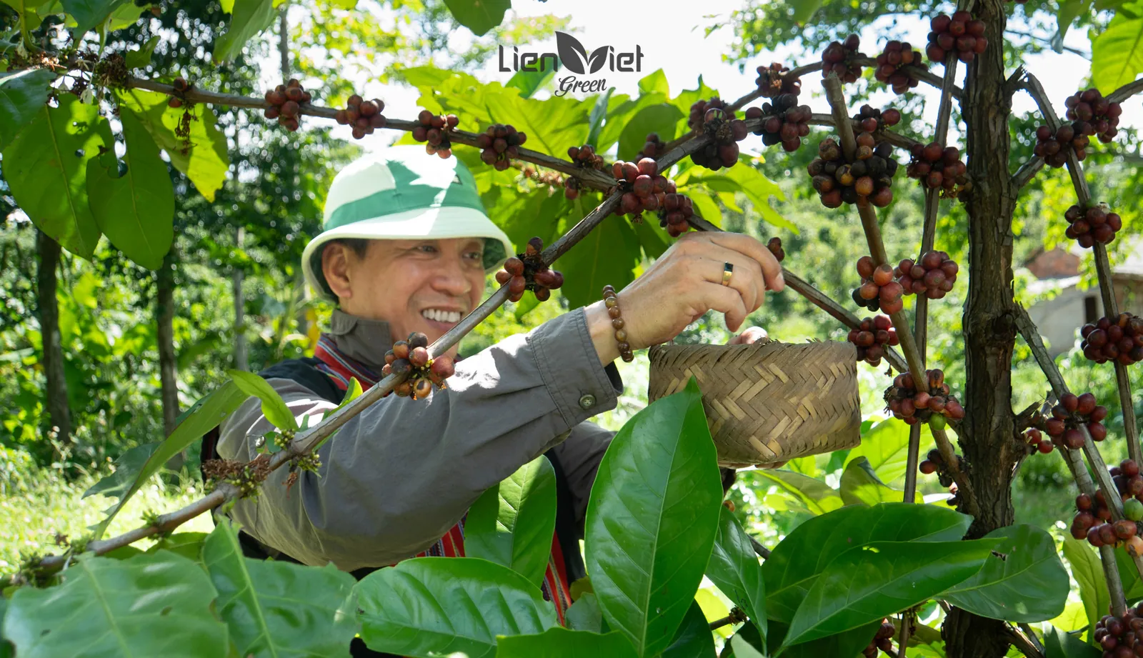 Người nông dân đội mũ tai bèo hái chùm quả cà phê chín vào giỏ tre, ảnh từ chương trình sự kiện Liberica
