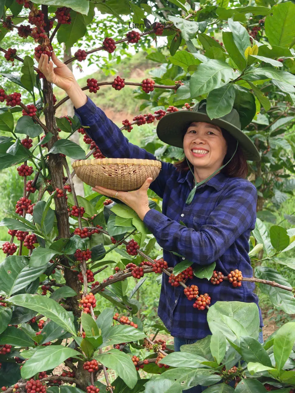 Farmer picking ripe coffee cherries at Ta Con