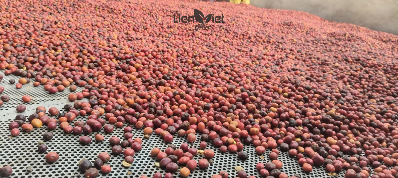 Quả cà phê chín phơi trên giàn lưới nâng cao tại trang trại Bốn Phương (đối tác), ảnh từ chương trình sự kiện Liberica
