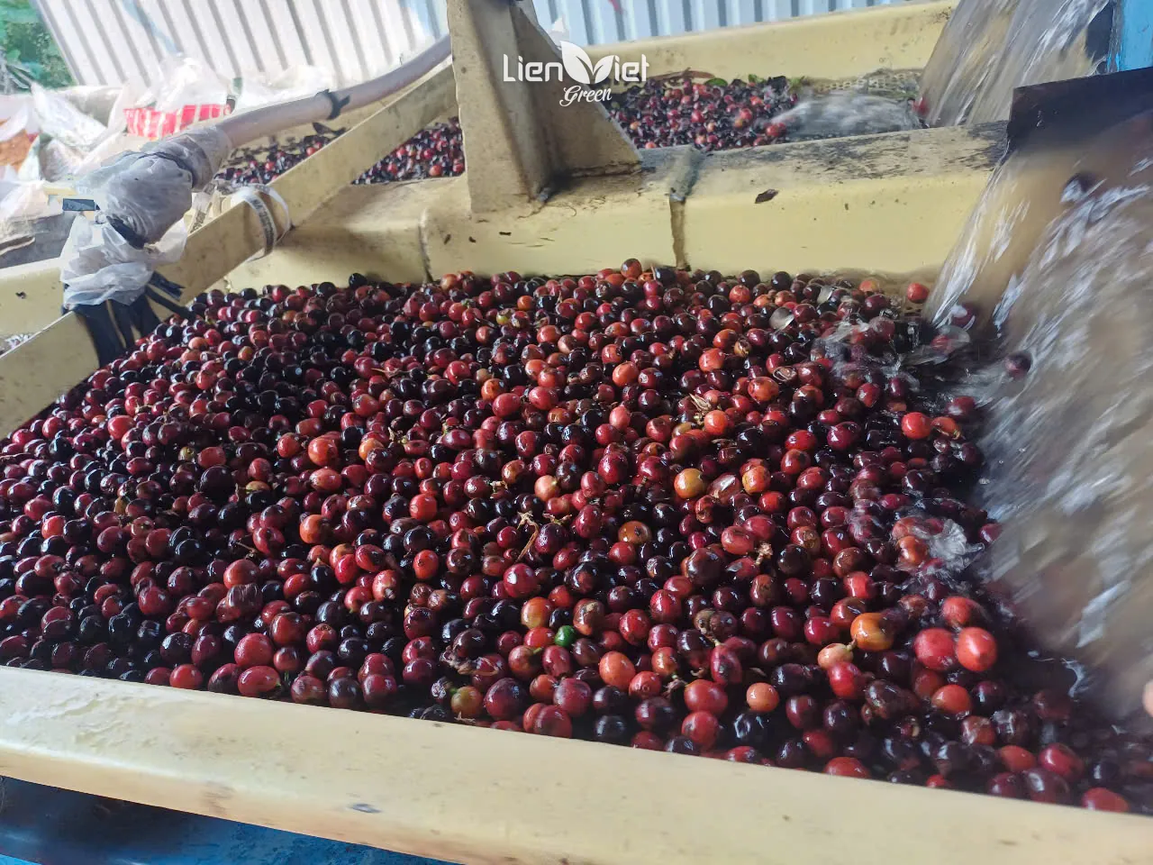 Ripe cherries soaked and washed before fermentation at Que Liberica farm