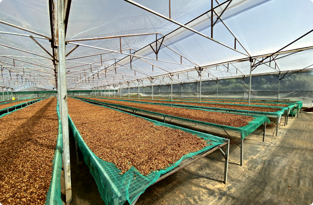 Coffee Drying Systems for Microlots