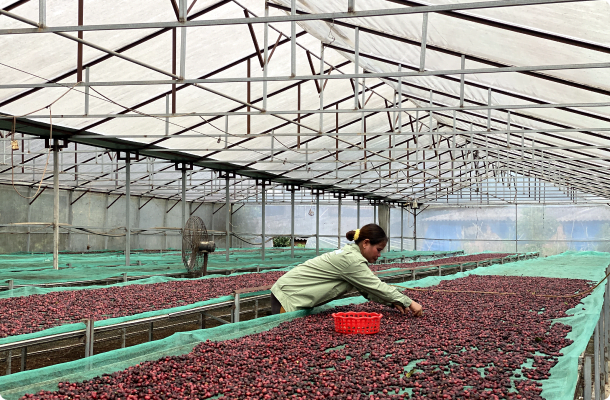 Coffee Drying Systems for Microlots