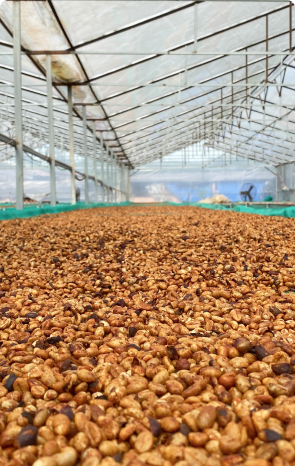 honey processing