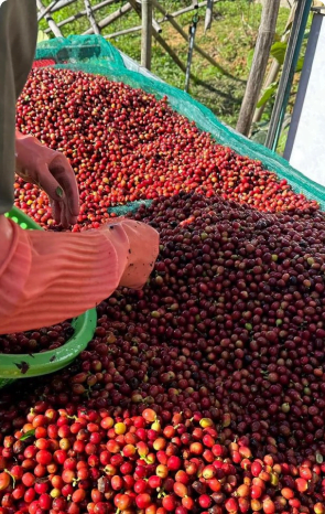 coffee cherry