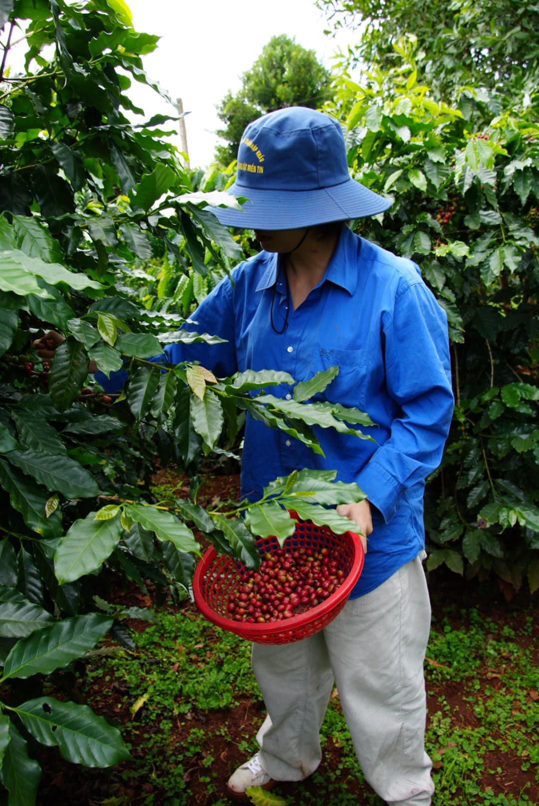 coffee processing methods